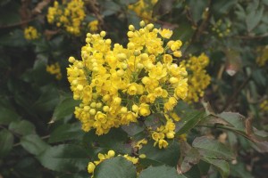 Mahonia_4f928c238d2f5.jpg_product